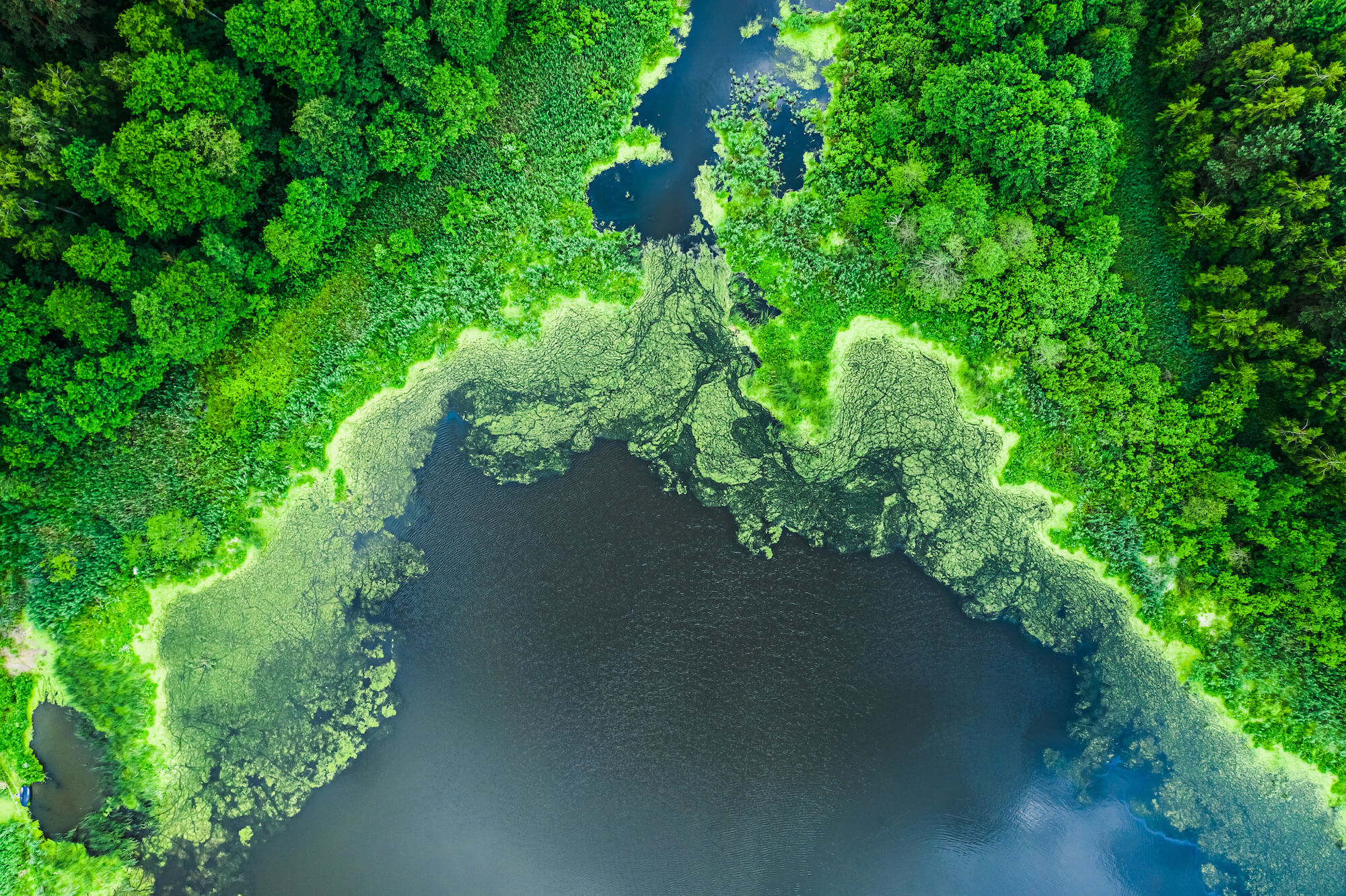 Algae Bloom-sized